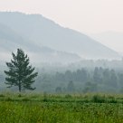 Fog & Pine